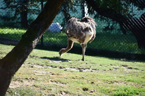 FOTKA - Putovn po jin Morav  ZOO Len