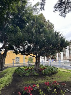 FOTKA - Icod de la Vinos - msto tisciletho draho stromu