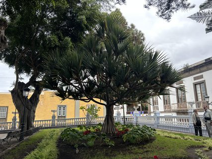 FOTKA - Icod de la Vinos - msto tisciletho draho stromu