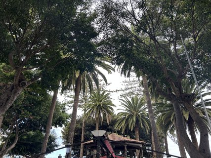 FOTKA - Icod de la Vinos - msto tisciletho draho stromu