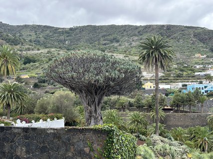 FOTKA - Icod de la Vinos - msto tisciletho draho stromu