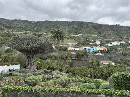 FOTKA - Icod de la Vinos - msto tisciletho draho stromu