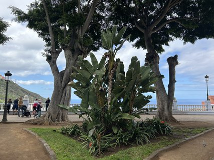 FOTKA - Icod de la Vinos - msto tisciletho draho stromu