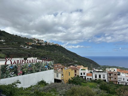 FOTKA - Icod de la Vinos - msto tisciletho draho stromu