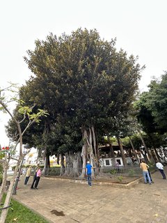 FOTKA - Icod de la Vinos - msto tisciletho draho stromu