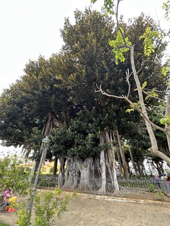 FOTKA - Icod de la Vinos - msto tisciletho draho stromu