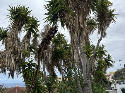 FOTKA - Icod de la Vinos - msto tisciletho draho stromu