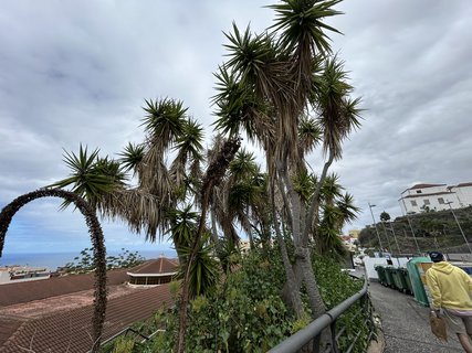 FOTKA - Icod de la Vinos - msto tisciletho draho stromu