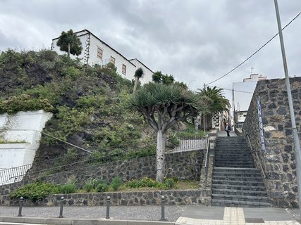 FOTKA - Icod de la Vinos - msto tisciletho draho stromu