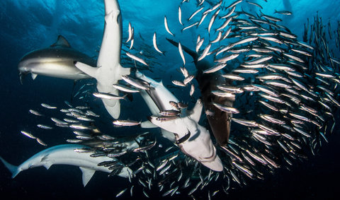 FOTKA - elisti a ralo hostina na Prima ZOOM