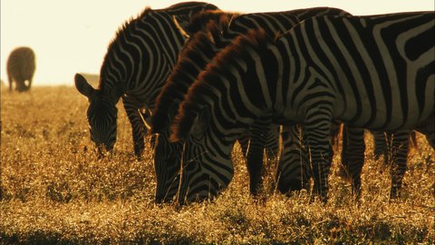 FOTKA - Nejvt jedlci prody na Prima ZOOM