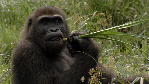 FOTKA - Nejvt jedlci prody na Prima ZOOM