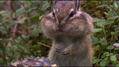 FOTKA - Nejvt jedlci prody na Prima ZOOM