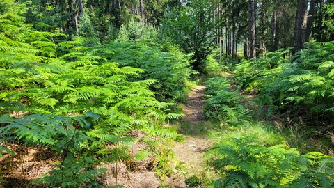 FOTKA - Svatojakubsk vchodoesk  vlet patnct