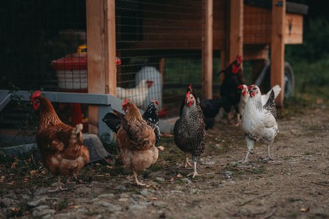 FOTKA - Farma Vojty Kotka, dl 4: Pesun slepic, pchod novch obyvatel farmy, stl boj s vodou i ekologicky ohvan voda