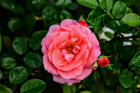 FOTKA - Putovn po jin Morav  Buchlovice, Vizovice