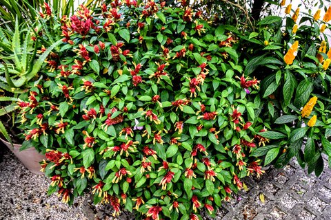 FOTKA - Putovn po jin Morav  Buchlovice, Vizovice