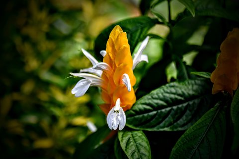 FOTKA - Putovn po jin Morav  Buchlovice, Vizovice