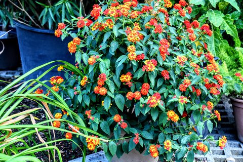 FOTKA - Putovn po jin Morav  Buchlovice, Vizovice