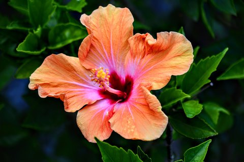 FOTKA - Putovn po jin Morav  Buchlovice, Vizovice