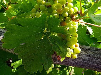 FOTKA - Putovn po jin Morav  Buchlovice, Vizovice