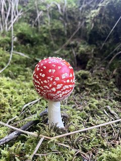 FOTKA - V�d�li jste, �e Santa Claus je prototypem �erven� muchom�rky?