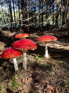 FOTKA - V�d�li jste, �e Santa Claus je prototypem �erven� muchom�rky?