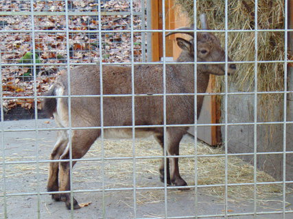 FOTKA - I tady jsme byli - Zoo Dn a vyhldka na Pastsk stn