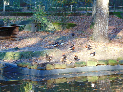 FOTKA - I tady jsme byli - Zoo Dn a vyhldka na Pastsk stn