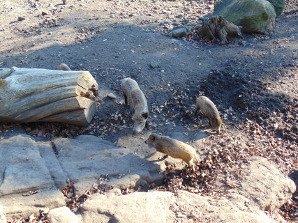 FOTKA - I tady jsme byli - Zoo Dn a vyhldka na Pastsk stn