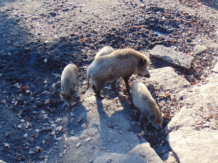 FOTKA - I tady jsme byli - Zoo Dn a vyhldka na Pastsk stn