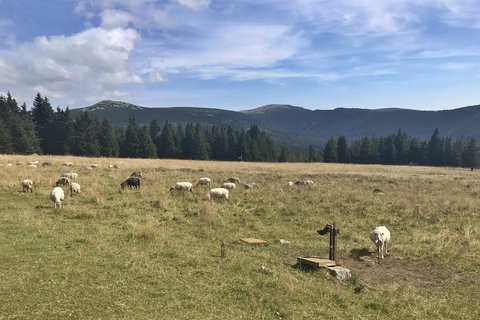 FOTKA - Z boudy na boudu