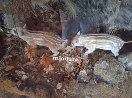 FOTKA - Putov�n� po ji�n� Morav� � Svat� Host�n