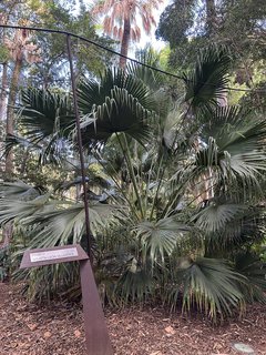 FOTKA - Santa Cruz de Tenerife - hlavn� m�sto ostrova Tenerife