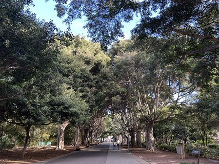 FOTKA - Santa Cruz de Tenerife - hlavn� m�sto ostrova Tenerife