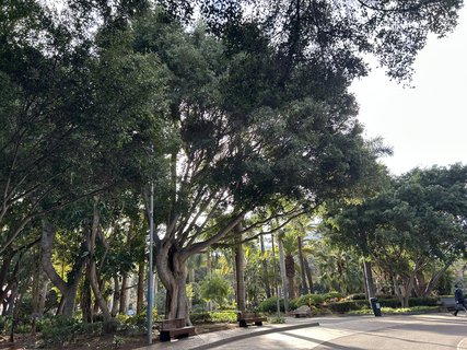 FOTKA - Santa Cruz de Tenerife - hlavn� m�sto ostrova Tenerife