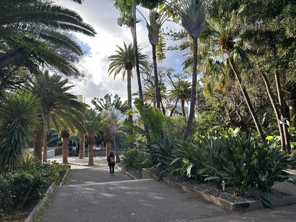 FOTKA - Santa Cruz de Tenerife - hlavn� m�sto ostrova Tenerife