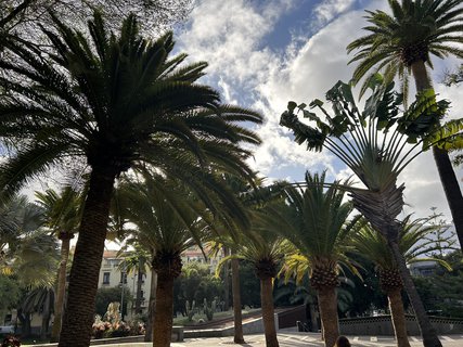 FOTKA - Santa Cruz de Tenerife - hlavn� m�sto ostrova Tenerife