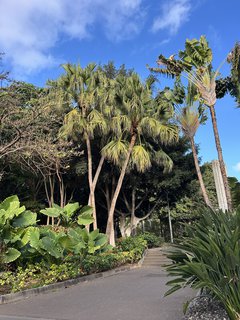 FOTKA - Santa Cruz de Tenerife - hlavn� m�sto ostrova Tenerife