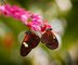 Tis�ce exotick�ch mot�l� naposledy ve Fat� Morgan�. Obl�ben� v�stava v Troji m��� do fin�le