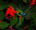 Tis�ce exotick�ch mot�l� naposledy ve Fat� Morgan�. Obl�ben� v�stava v Troji m��� do fin�le
