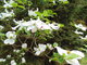 I tady jsme byli - Arboretum Bílá Lhota I tady jsme byli - Arboretum Bílá Lhota
