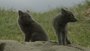 Lumík – malý gigant severu na Prima ZOOM Lumík – malý gigant severu na Prima ZOOM