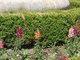 V�kend otev�en�ch zahrad