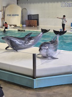 FOTKA - Otaru akvrium