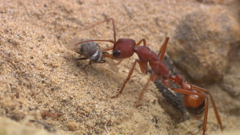 FOTKA - Unik�tn� dokumenty na Prima ZOOM pro 52. t�den