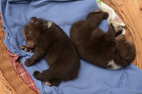 FOTKA - Unik�tn� dokumenty na Prima ZOOM pro 52. t�den