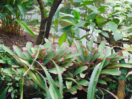 FOTKA - I tady jsme byli - Botanick� zahrada Liberec