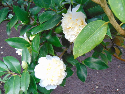 FOTKA - I tady jsme byli - Botanick� zahrada Liberec