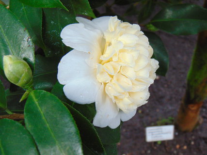 FOTKA - I tady jsme byli - Botanick� zahrada Liberec